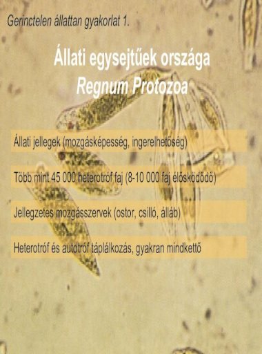 a stylonichia parazita)