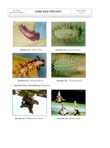 Pinworms fejlődési ciklus